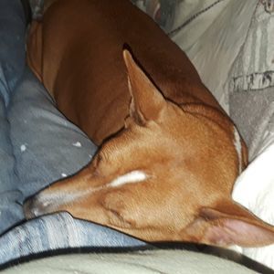 Meet your Posher, Vann